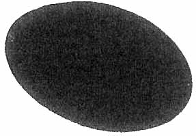 IMPA 592286 — Disc sanding grit 36 7", f/cobolt ceg-230 scale machine 